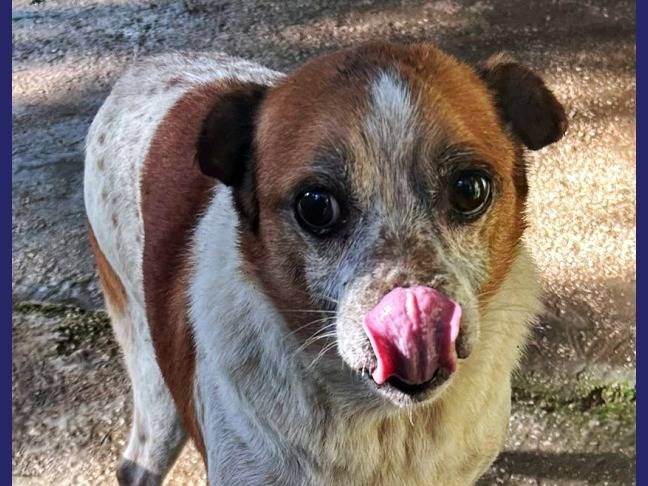 Adotta un cane, taglia piccola, maschio, Caserta