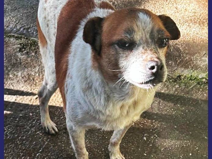 Vuoi adottare un cane a Caserta?