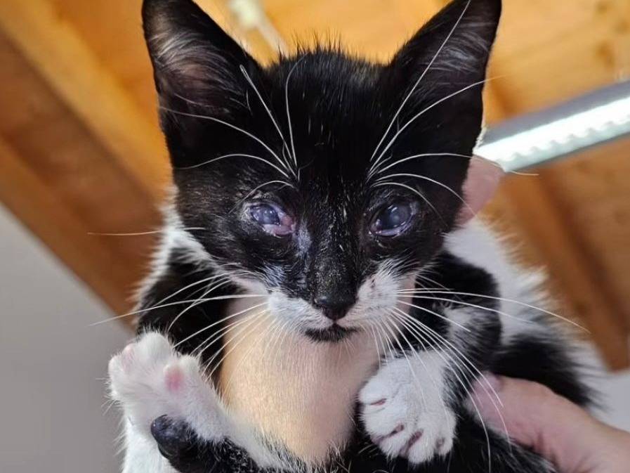 Adotta un gatto, taglia non valida, femmina, Brescia