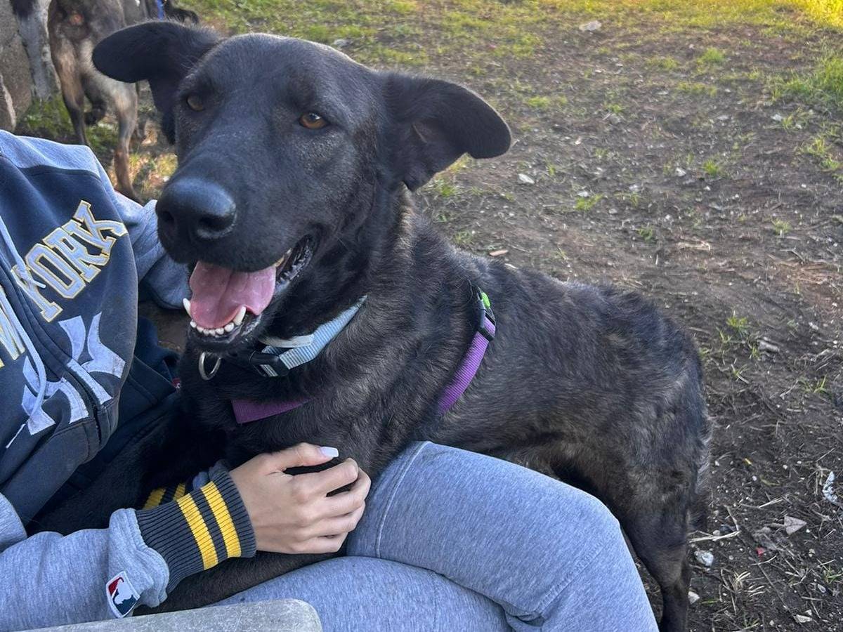 Adotta un cane, femmina, 3 anni  e 7 mesi , Caserta