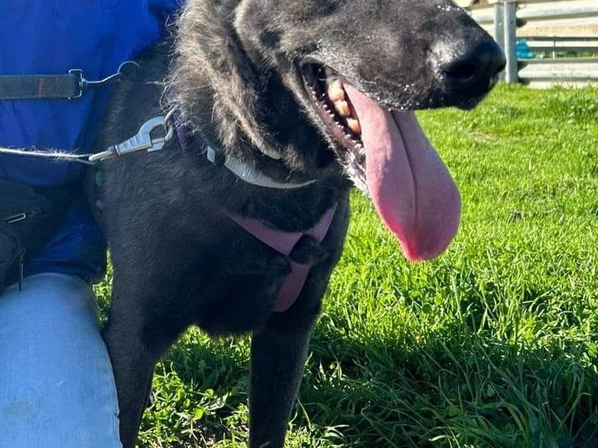 Adotta un cane, taglia media, femmina, Caserta