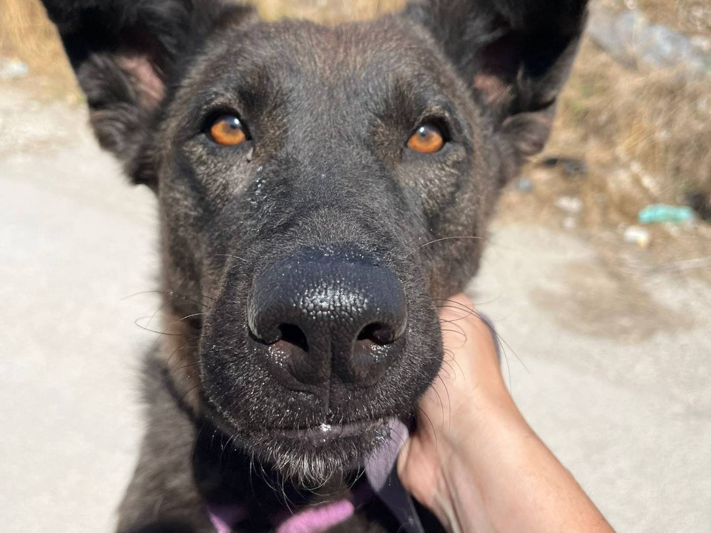 Vuoi adottare un cane a Caserta?