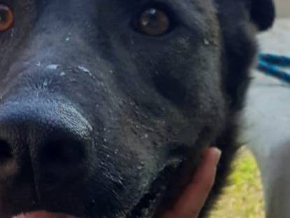 Adotta il cane Hydra a Caserta