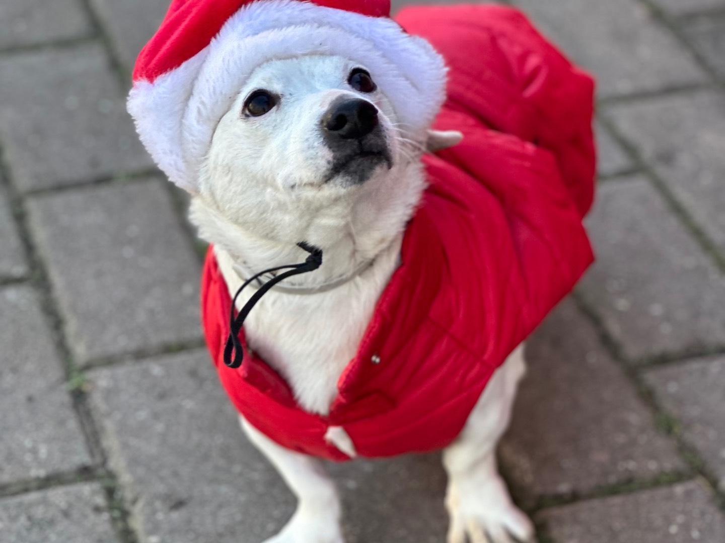 Adotta un cane, maschio, 6 anni  e 4 mesi , Parma