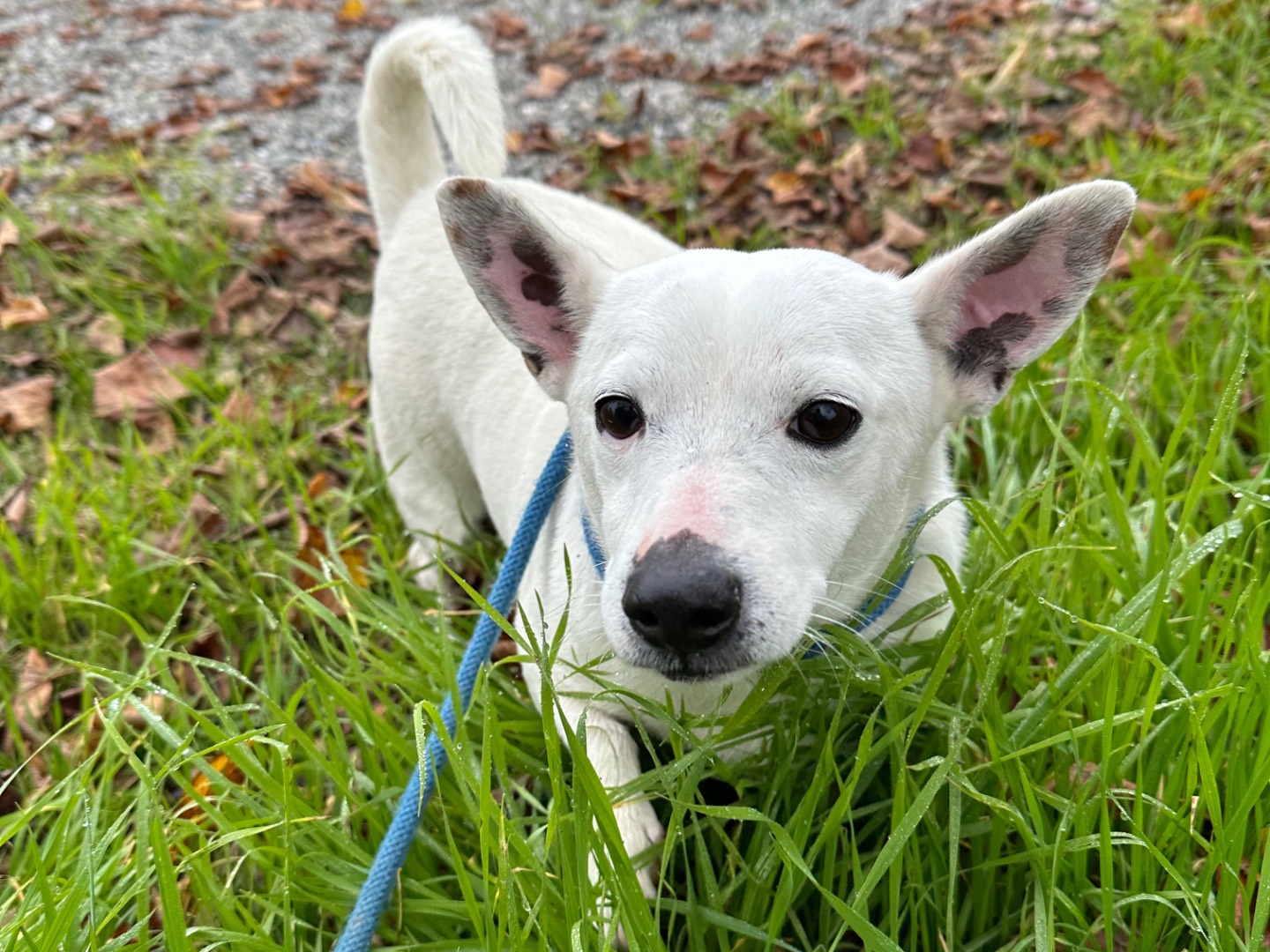 Adotta un cane, taglia piccola, maschio, Parma
