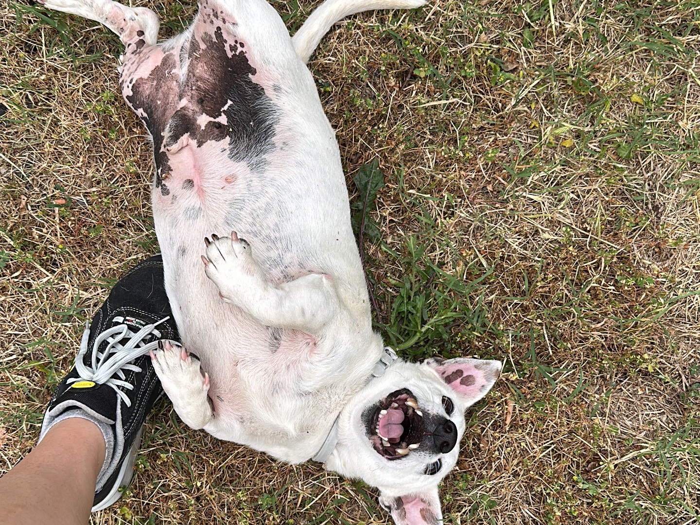 Vuoi adottare un cane a Parma?