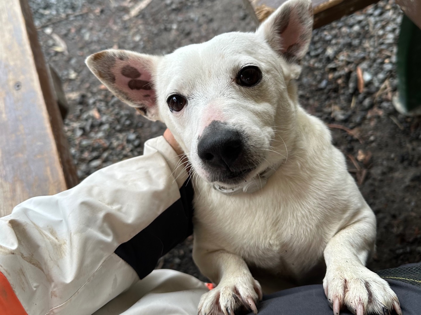 Adotta il cane Tom a Parma