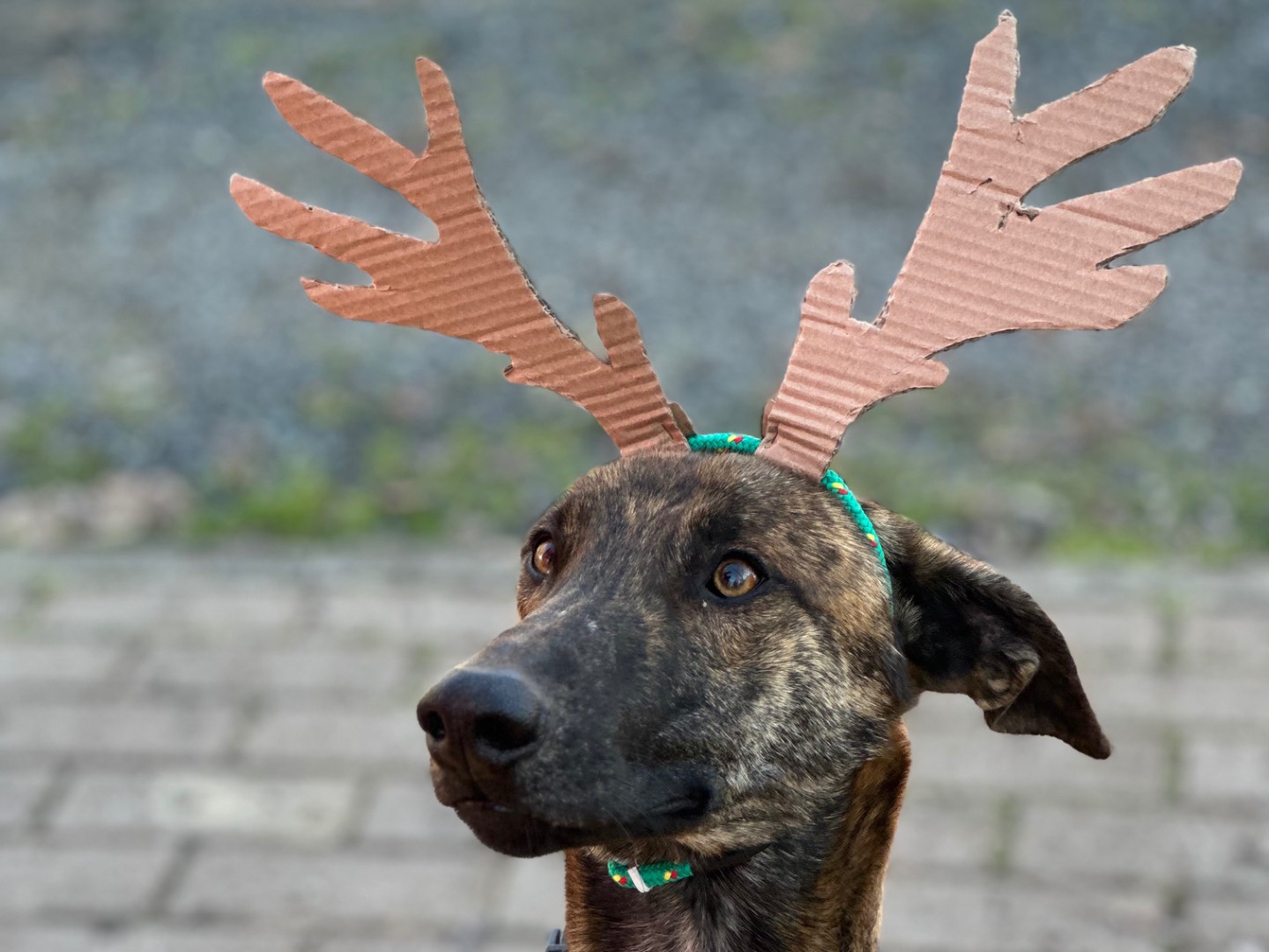 Adotta un cane, maschio, 2 anni  e 5 mesi , Parma