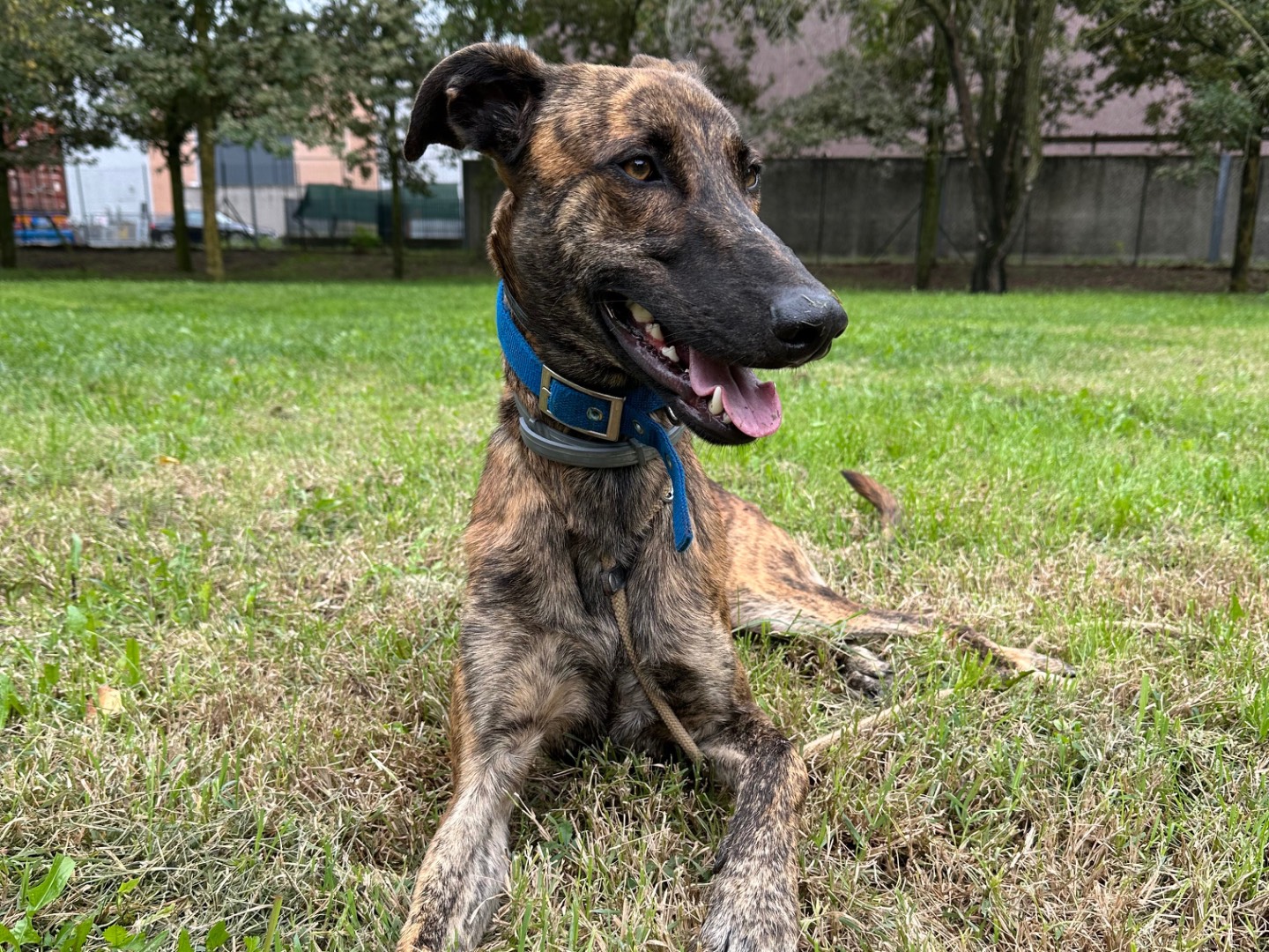 Adotta un cane, taglia media, maschio, Parma