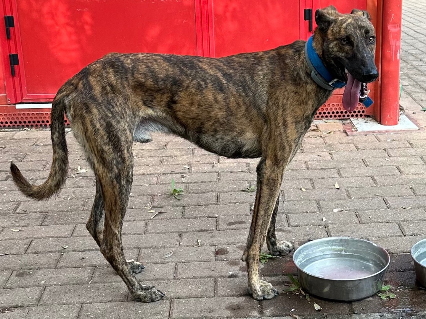 Vuoi adottare un cane a Parma?