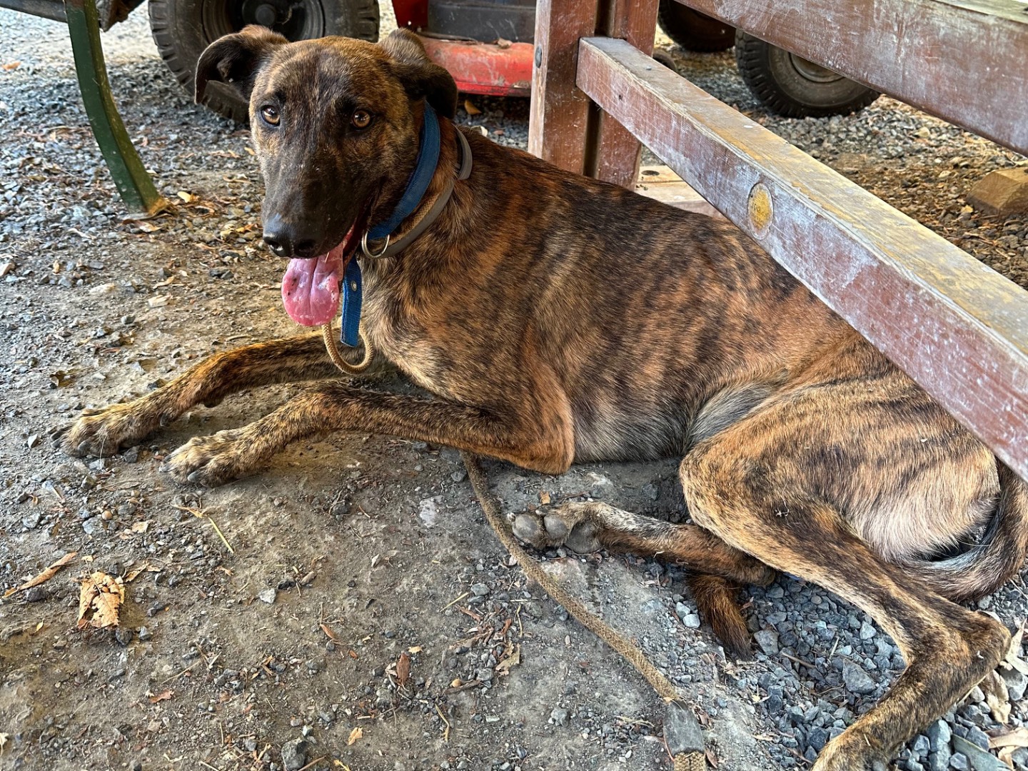 Adotta il cane Milo a Parma
