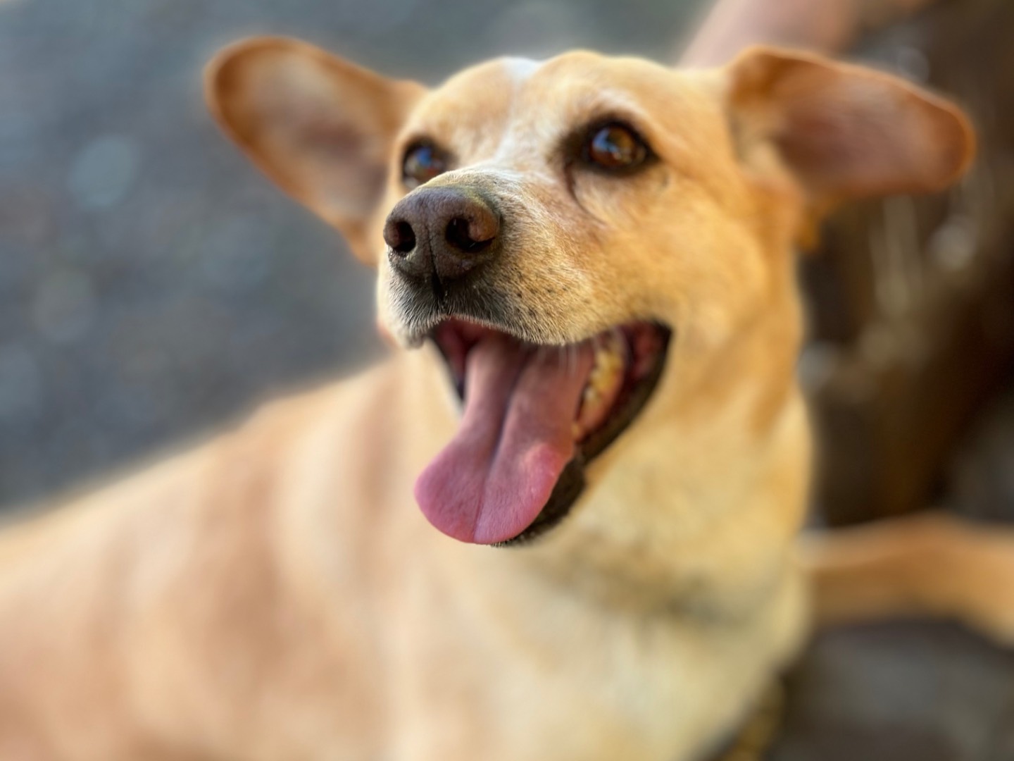 Foto dell'animale
