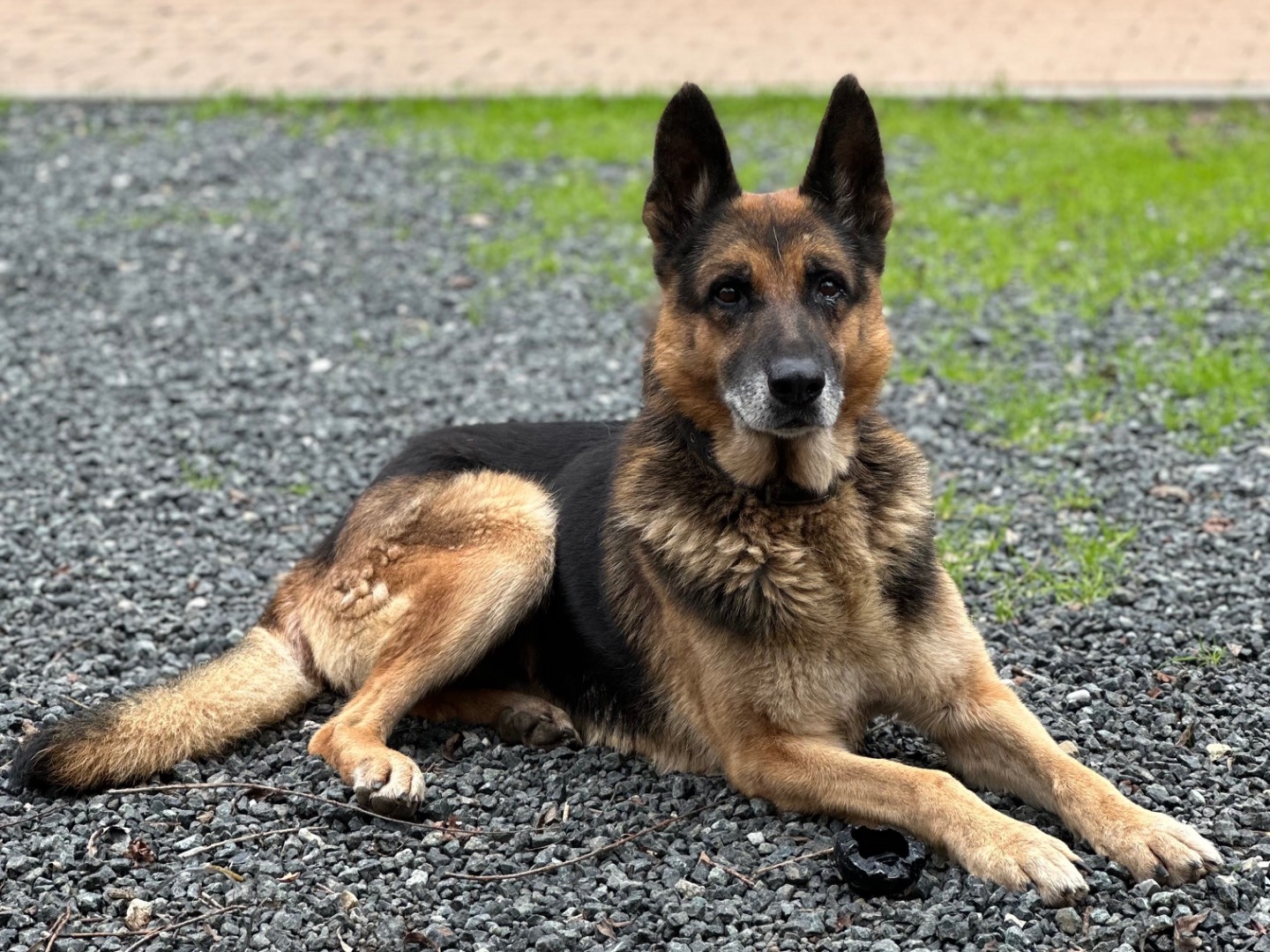 Adozione cane, maschio, Pastore tedesco Razza sconosciuta, 8 anni , taglia grande, Parma