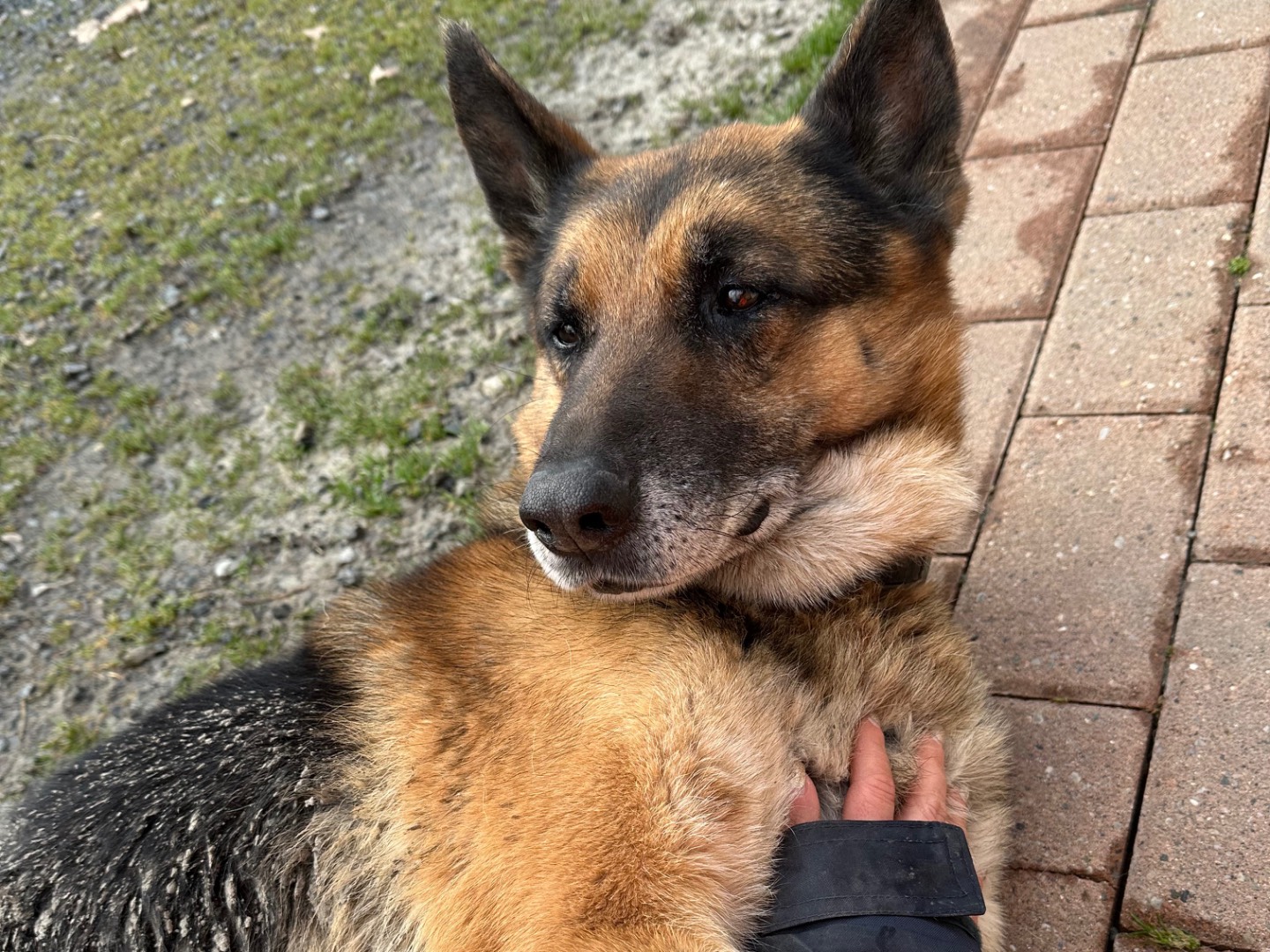 Adotta un cane, maschio, 8 anni , Parma