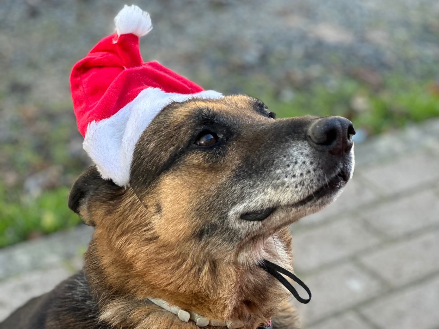 Adotta un cane, taglia grande, maschio, Parma