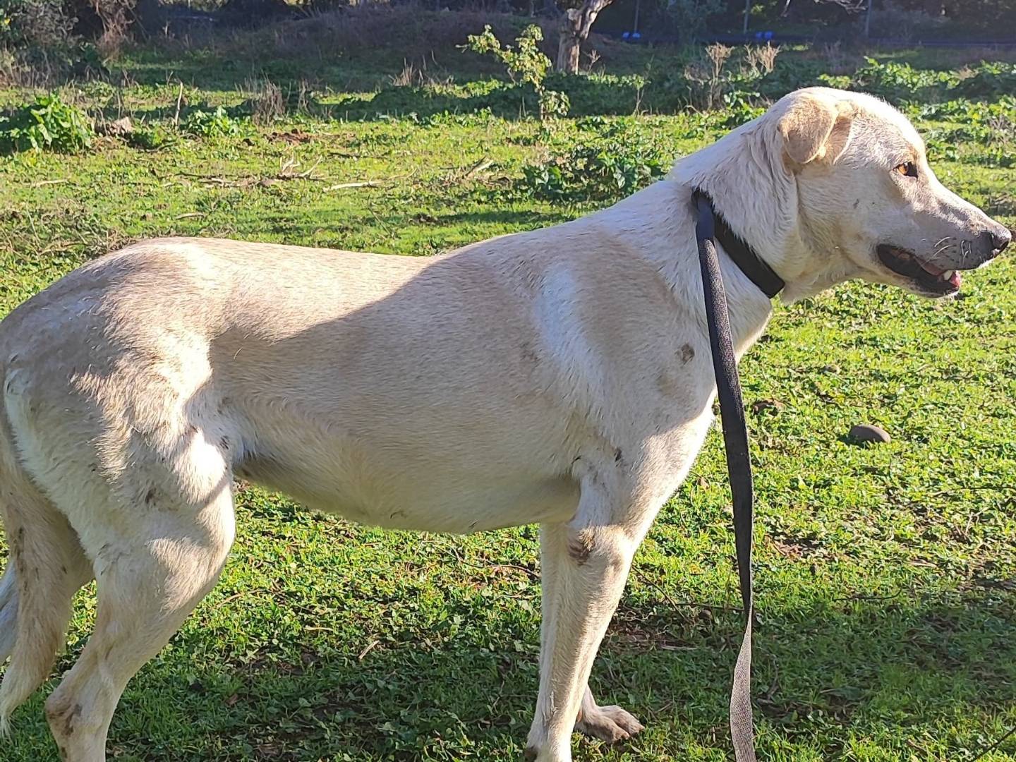 Adotta il cane Diana  a Como