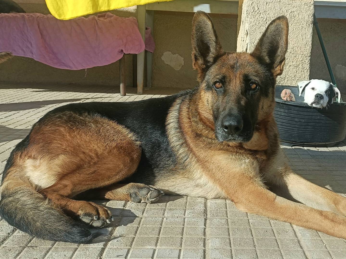 Foto dell'animale