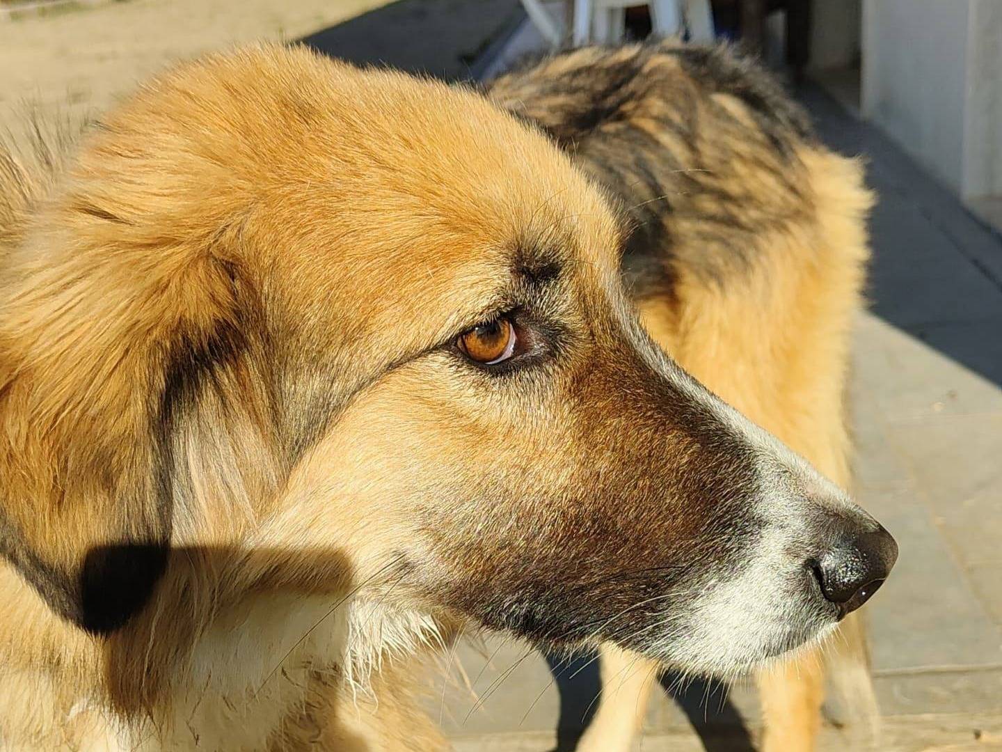 Adotta un cane, femmina, 1 anno e 7 mesi , Bari