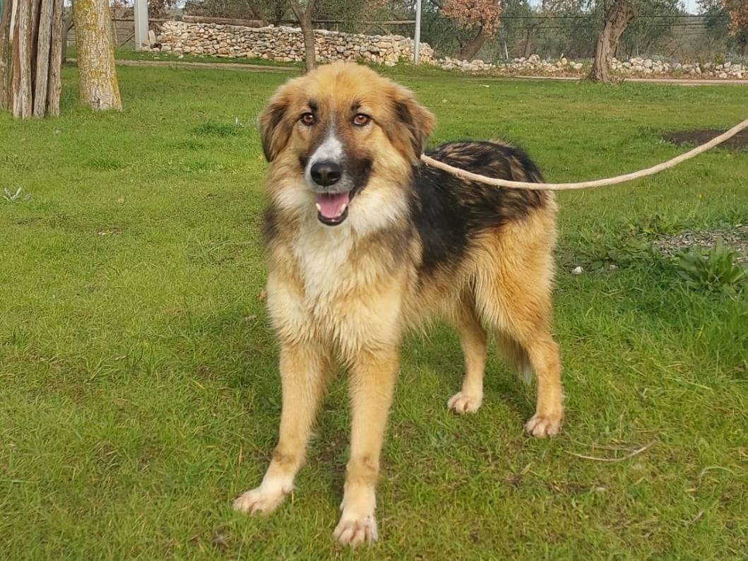 Adotta un cane, taglia media, femmina, Bari