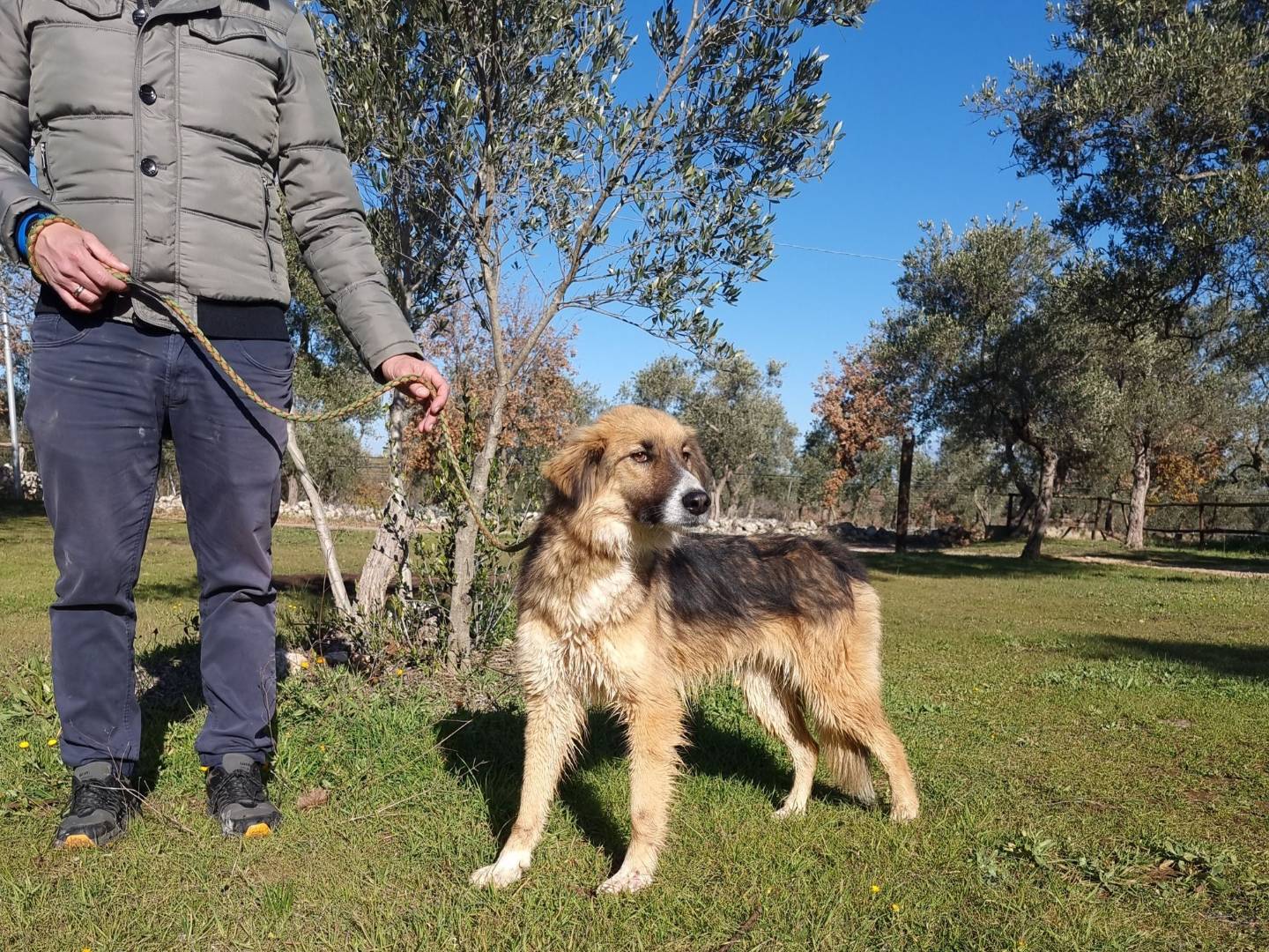Vuoi adottare un cane a Bari?