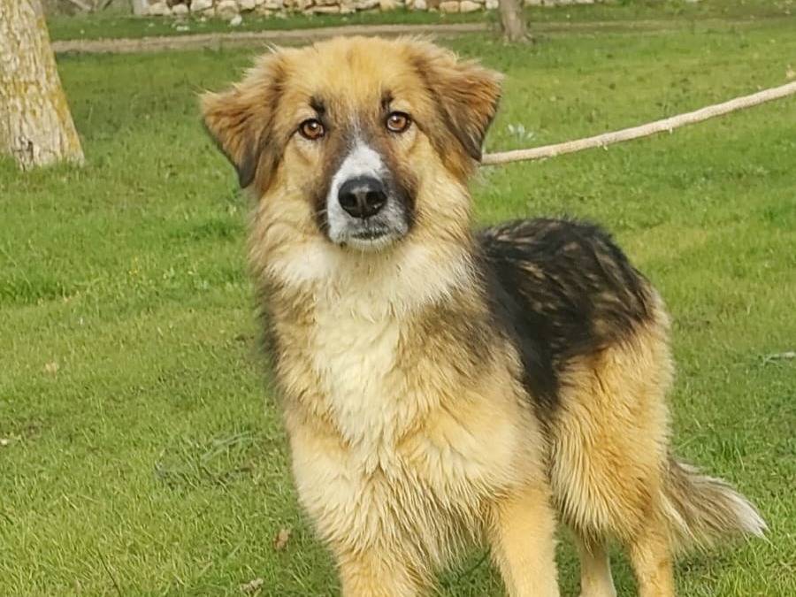 Adotta il cane Revenge a Bari