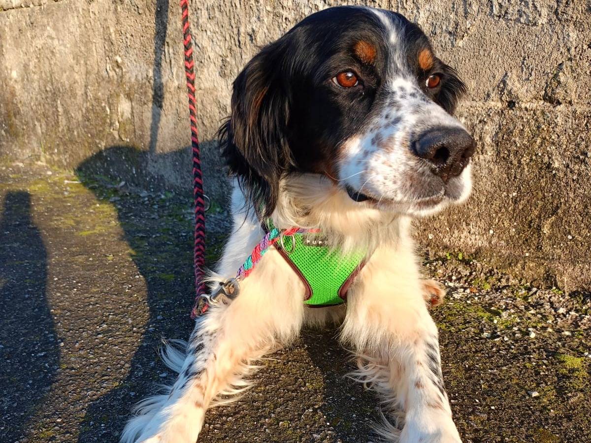Adozione cane, maschio, Setter Inglese Razza sconosciuta, 4 anni e 1 mese, taglia media, Cosenza
