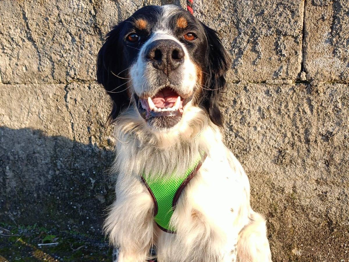 Adotta un cane, maschio, 4 anni e 1 mese, Cosenza