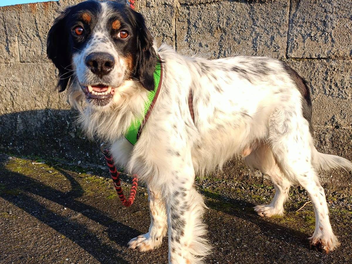 Adotta un cane, taglia media, maschio, Cosenza