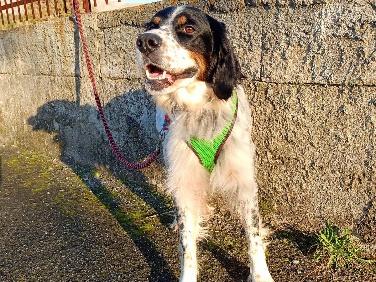 Vuoi adottare un cane a Cosenza?