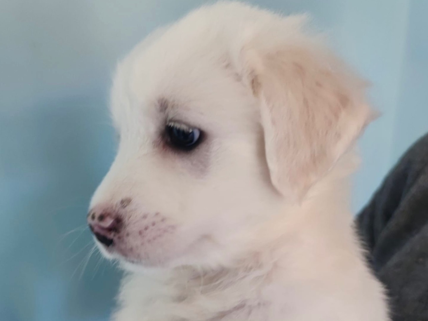Adotta un cane, femmina, 2 mesi, Milano