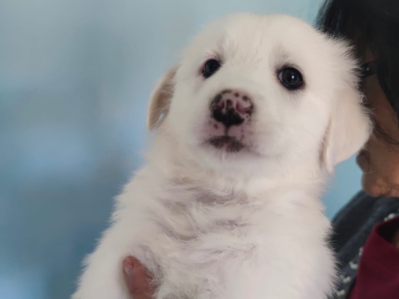 Adotta un cane, taglia grande, femmina, Catanzaro