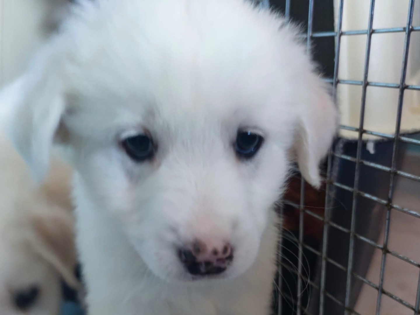 Vuoi adottare un cane a Milano?