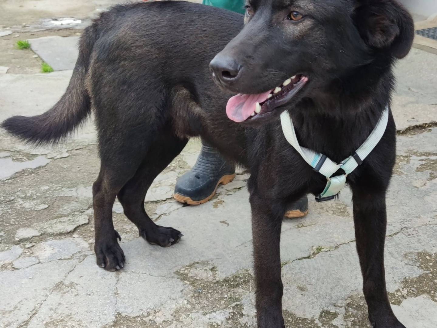 Foto dell'animale