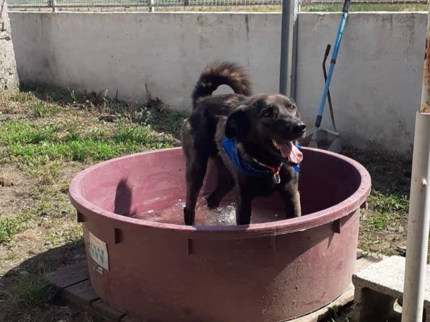 Adotta un cane, maschio, 3 anni  e 7 mesi , Caserta
