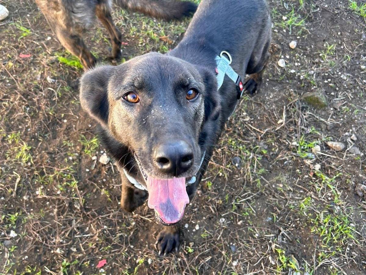 Adotta un cane, taglia media, maschio, Caserta