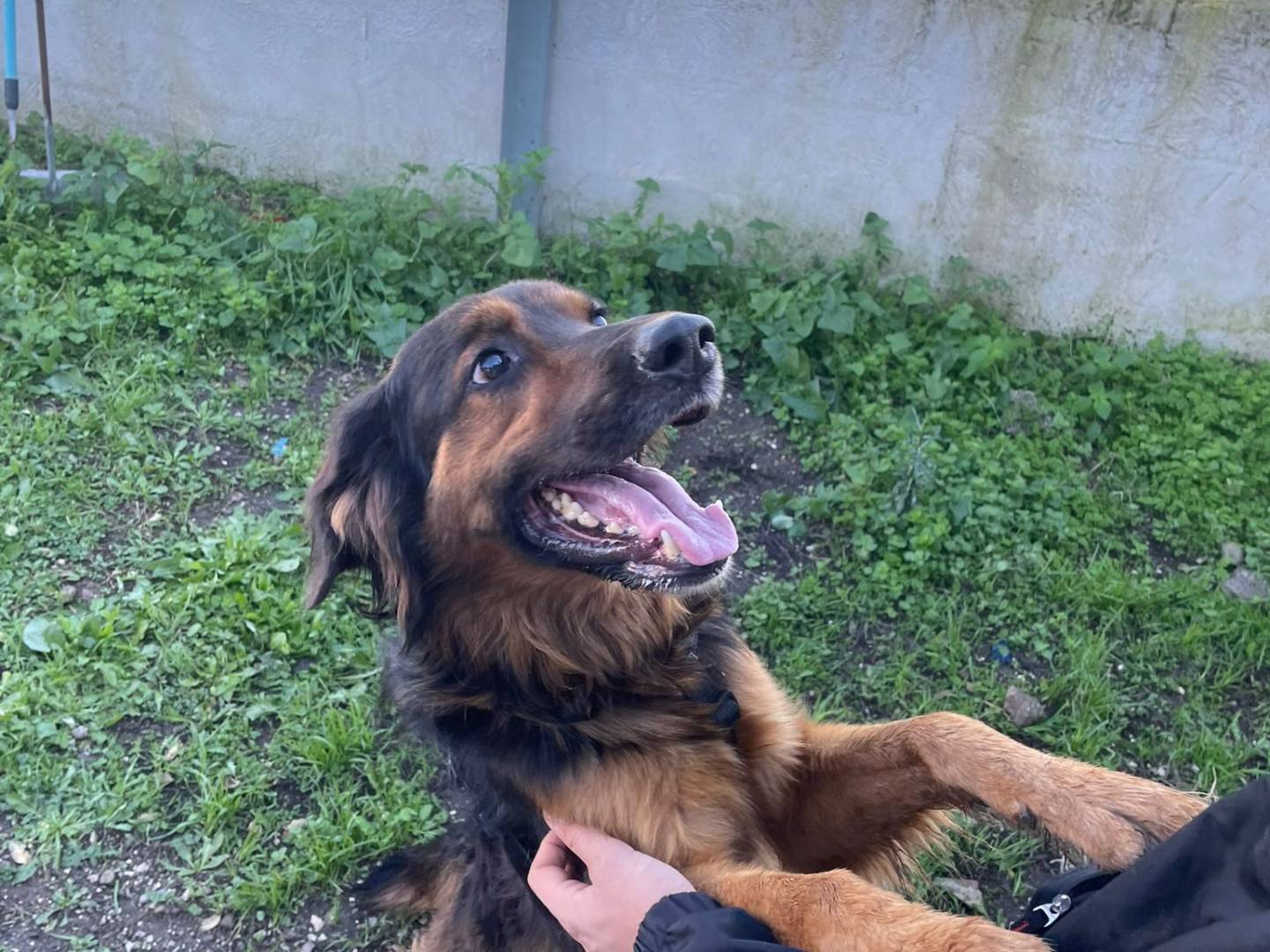 Adotta un cane, maschio, 5 anni  e 11 mesi , Caserta