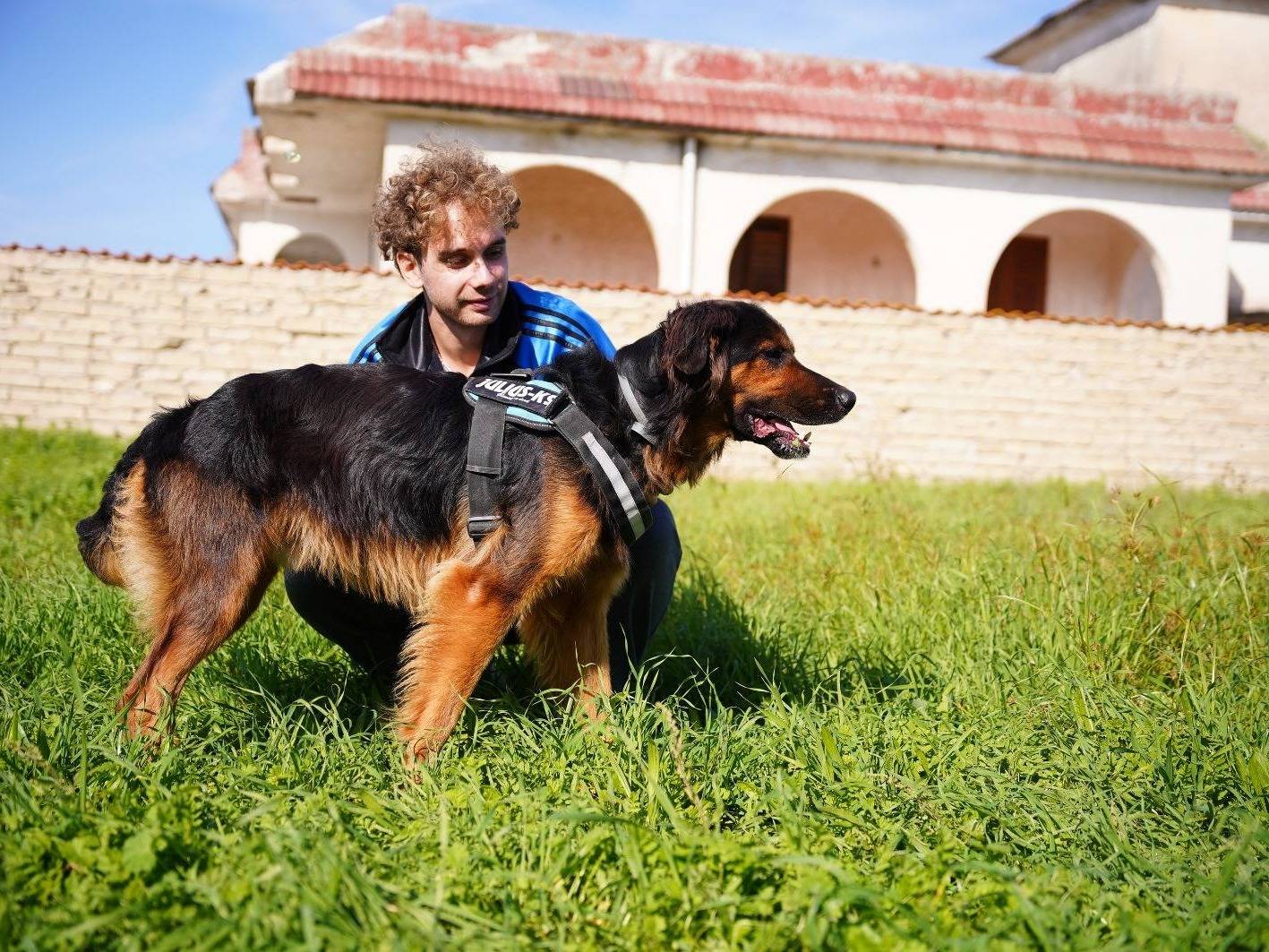 Adotta un cane, taglia media, maschio, Caserta