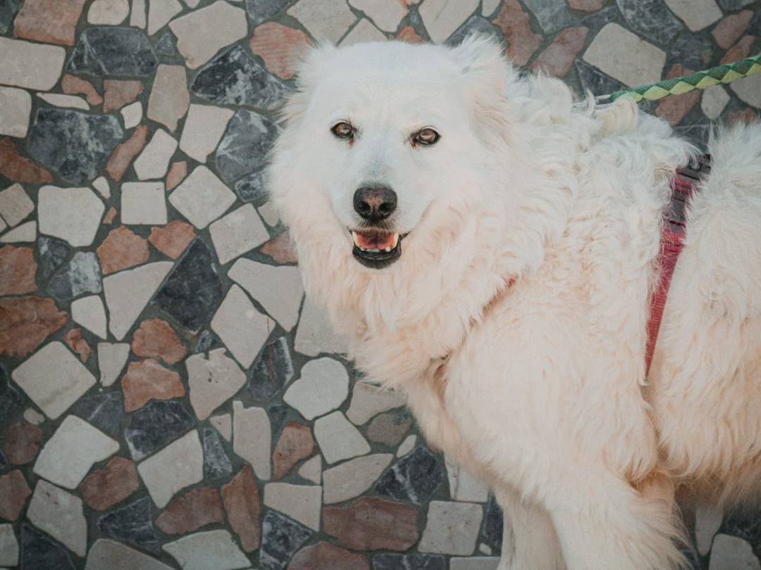 Adozione cane, femmina, Pastore maremmano Razza sconosciuta, 8 anni  e 7 mesi , taglia gigante, Caserta