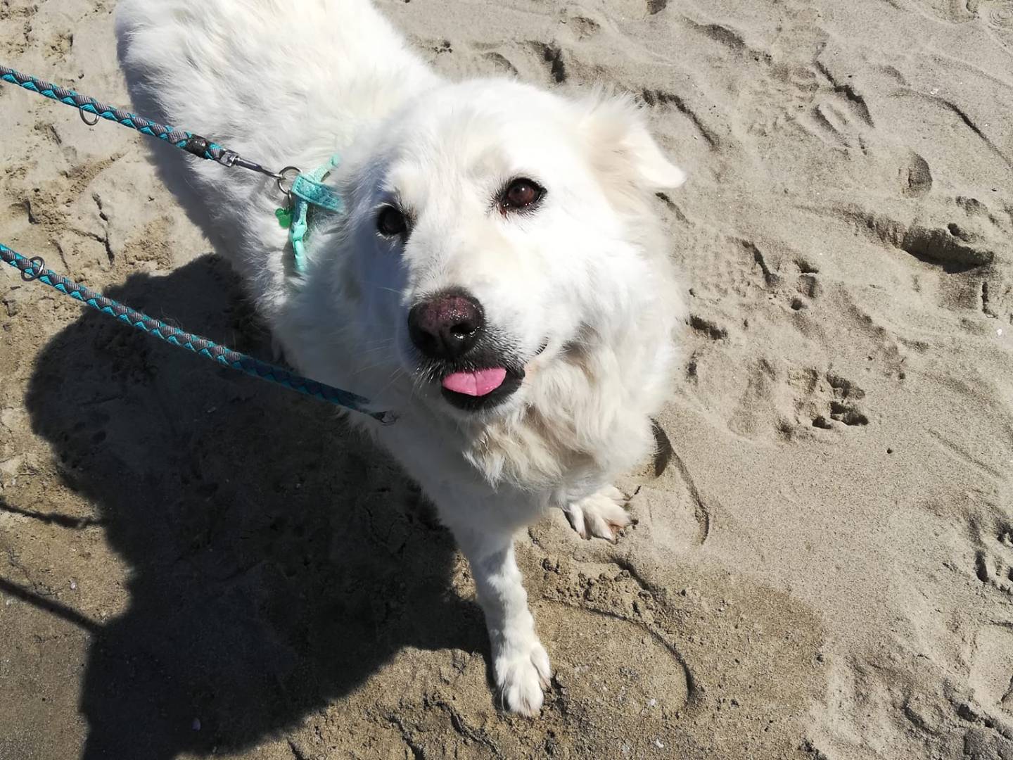 Adotta un cane, taglia gigante, femmina, Caserta
