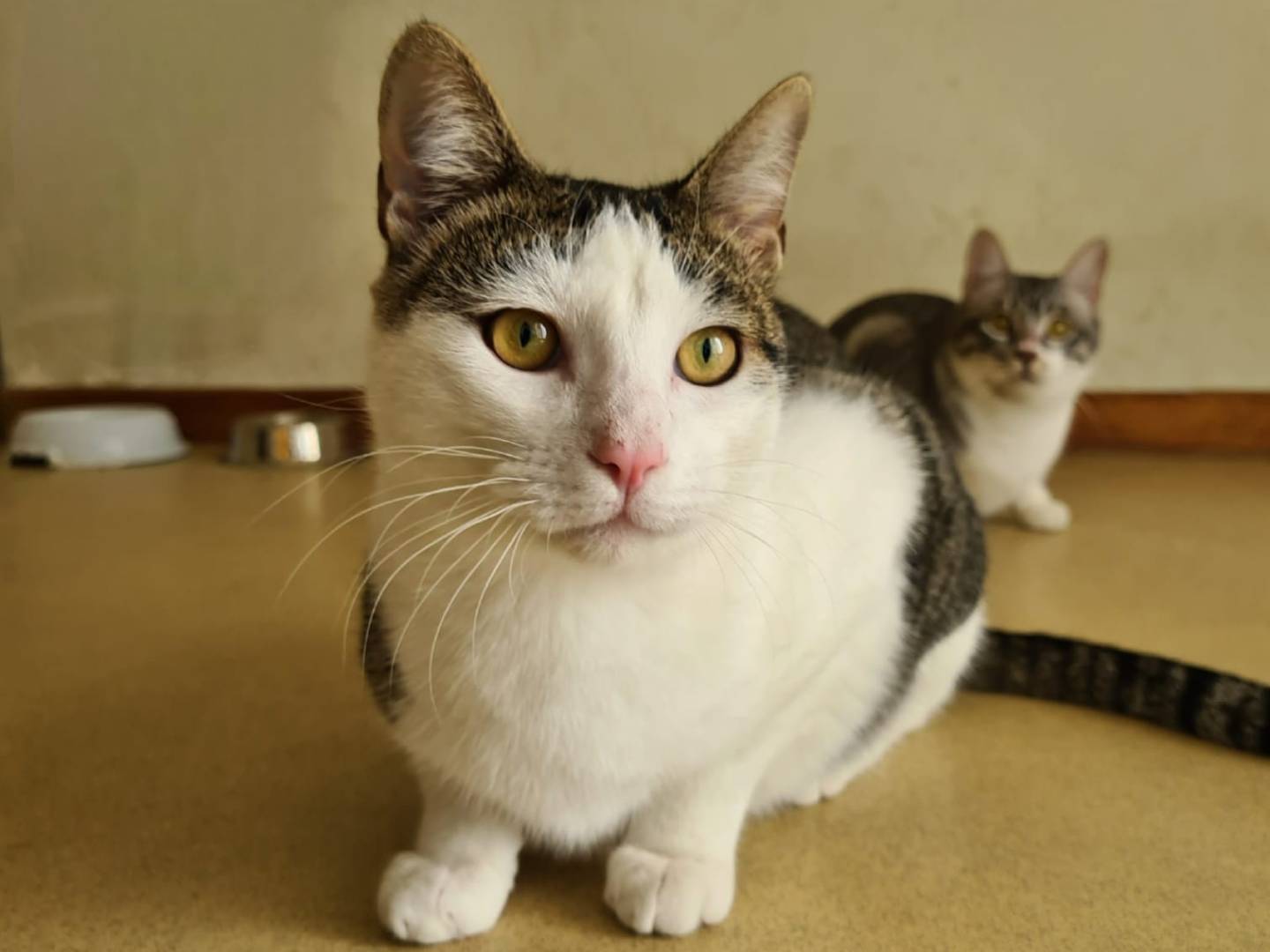 Adozione gatto, maschio, Razza sconosciuta Razza sconosciuta, 1 anno e 7 mesi, taglia non valida, Bari