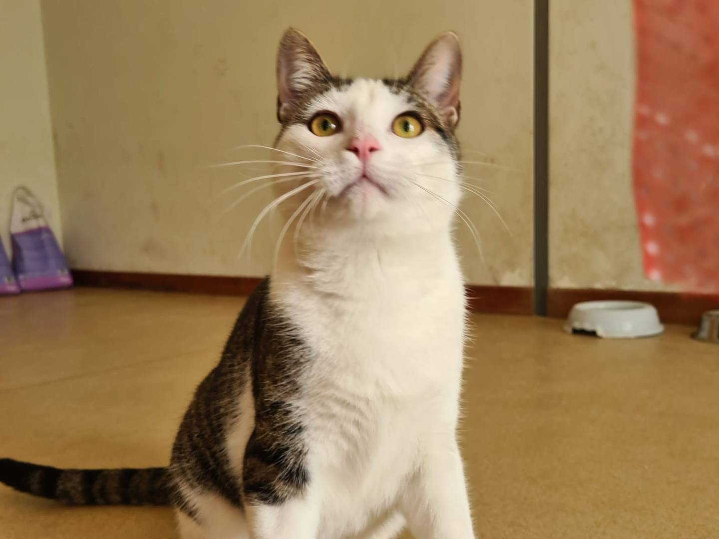 Adotta un gatto, maschio, 1 anno e 7 mesi, Bari