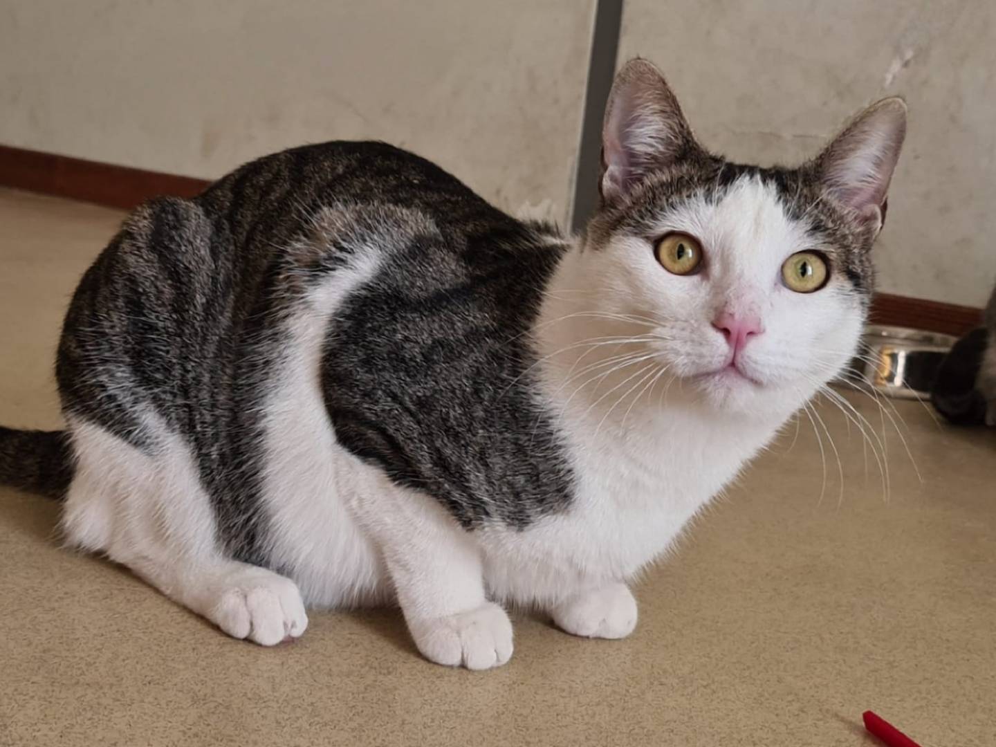 Adotta un gatto, taglia non valida, maschio, Bari