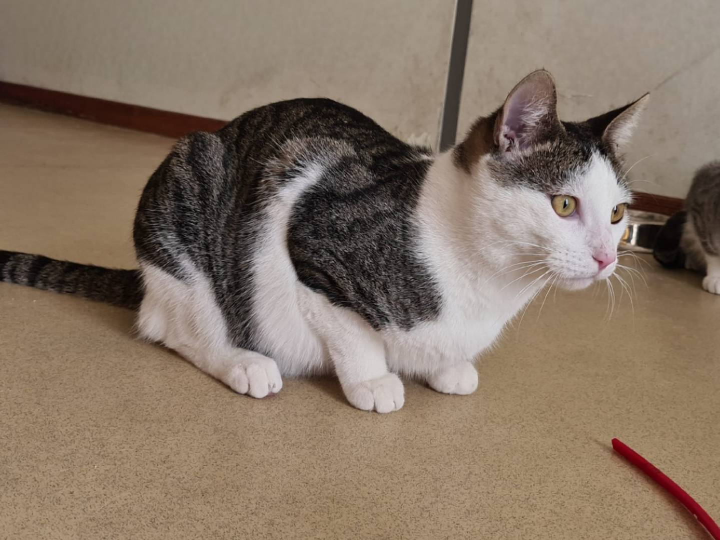 Vuoi adottare un gatto a Bari?