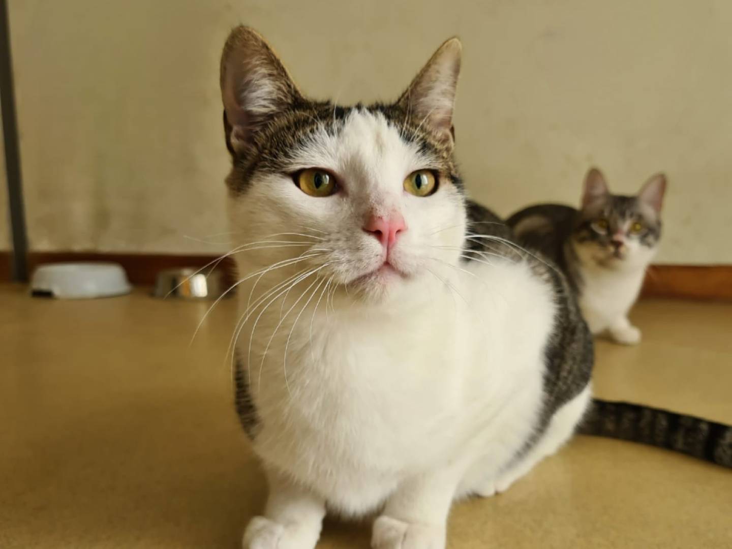 Adotta il gatto Miguel a Bari