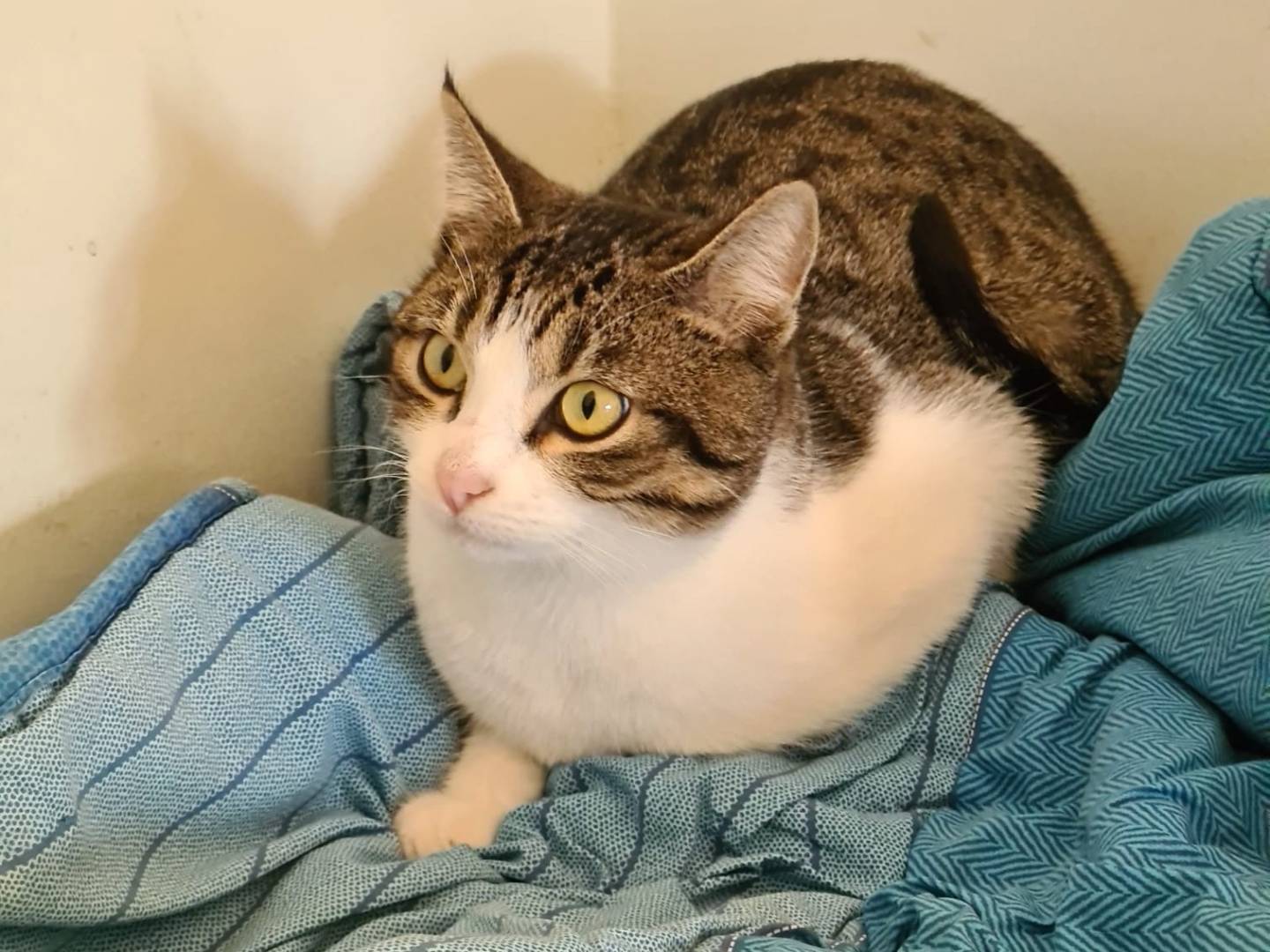 Adotta un gatto, maschio, 8 mesi, Bari