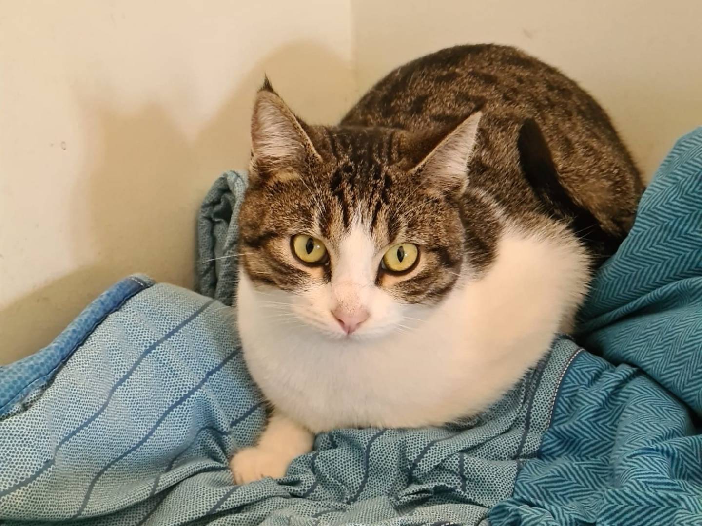 Adotta un gatto, taglia non valida, maschio, Bari
