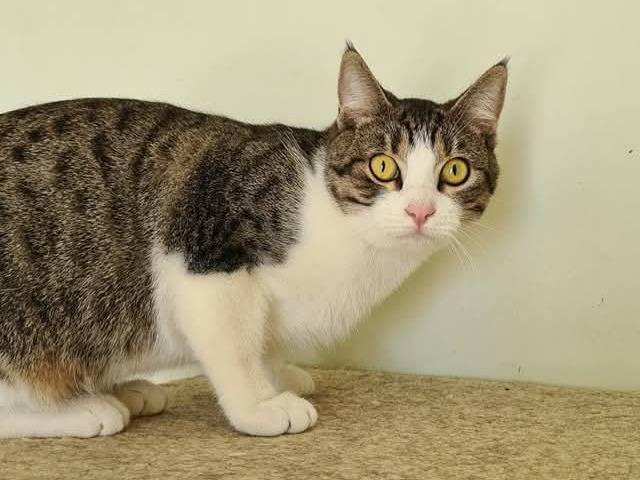 Vuoi adottare un gatto a Bari?