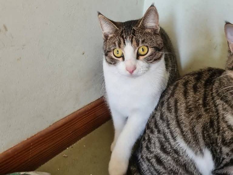 Adotta il gatto Lucas a Bari