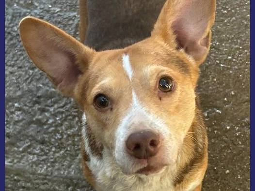 Adotta un cane, femmina, 4 anni  e 2 mesi , Caserta