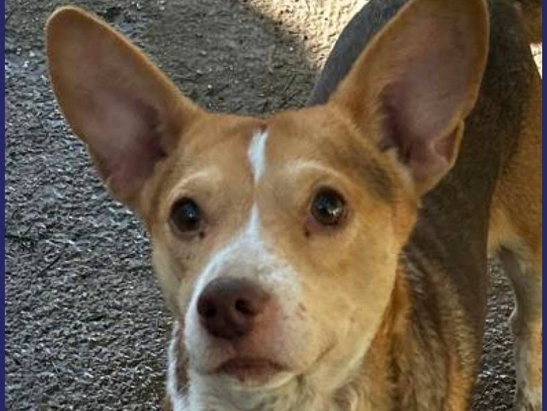 Adotta un cane, taglia piccola, femmina, Caserta